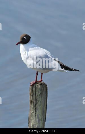 Eine Möwe mit schwarzem Kopf, die auf einem Holzpfosten steht, mit Wasser dahinter Stockfoto