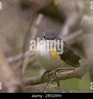 Eine weibliche Common American Redstart-Schurke in einem Waldgebiet im Pelee-Nationalpark in Ontario Stockfoto