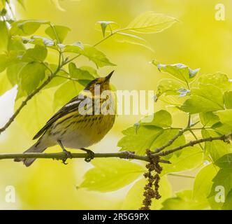 Ein männlicher Cape May Warbler, umgeben von wunderschönem sonnenbeleuchteten gelben und grünen Laub Stockfoto