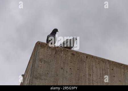 Tauben auf Betonwand Stockfoto