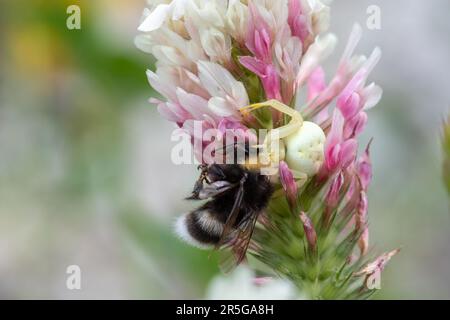 Krabbenspinne Misumena vatia auf Klee mit Beute, eine Biene, Italien, Europa Stockfoto