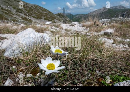 Wilder alpiner Pasqueflower (Pulsatilla alpina), der in einer wunderschönen natürlichen Landschaft in den Abruzzen des Apenningebirges in Italien, Europa wächst Stockfoto