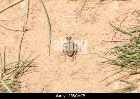 Grüner Tigerkäfer (Cicindela campestris) auf Sand im Tieflandheiden-Habitat, Hampshire, England, Großbritannien, im Mai Stockfoto