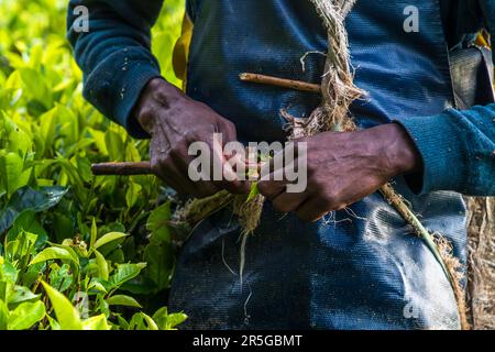 Satemwa Tee- und Kaffeeplantage in der Nähe von Thyolo, Malawi Stockfoto