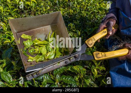 Satemwa Tee- und Kaffeeplantage in der Nähe von Thyolo, Malawi Stockfoto