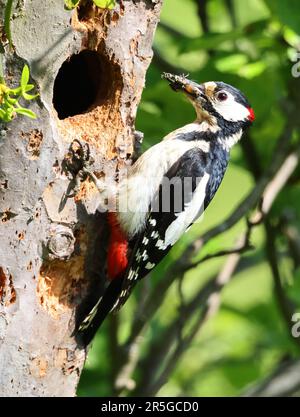 Ein männlicher Großspecht in einem Obstgarten in Winchcombe in Gloucestershire, Großbritannien Stockfoto