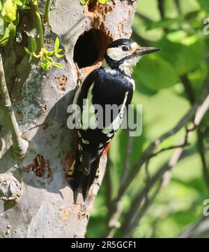 Ein männlicher Großspecht in einem Obstgarten in Winchcombe in Gloucestershire, Großbritannien Stockfoto