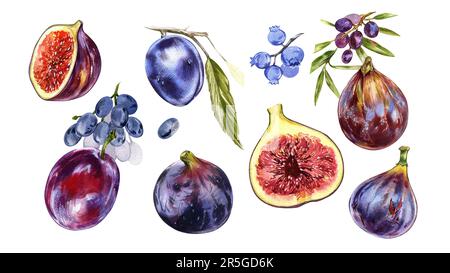 Reife Feigen, Scheiben, Pflaumen, Heidelbeeren, Trauben, Oliven auf weißem Hintergrund isoliert. Aquarell Hand zeichnen botanische realistische Illustration. Kunst für d Stockfoto