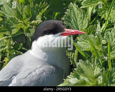 Detailliertes Porträt der Arktischen Tern (Sterna paradisaea) am Nest inmitten grüner Nesselblätter und Gras auf Farne Islands, Northumbrien, England, Großbritannien Stockfoto