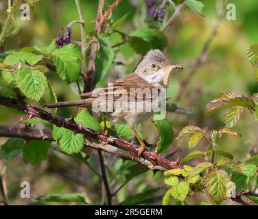 Ein Common Whitethroat bringt Essen zu seinem Nestplatz Stockfoto