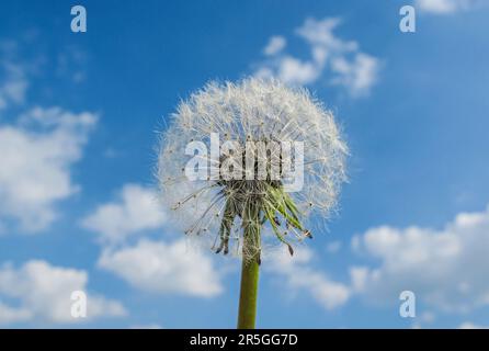 Löwenzahn. Nahaufnahme von Löwenzahn vor blauem Himmel mit flauschigen Wolken. Geschlossener Löwenzahn. Stockfoto