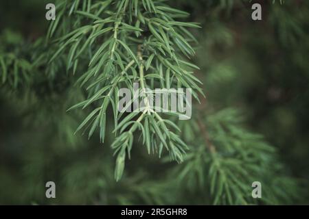 Juniperus communis Busch ist ein immergrüner Nadelbaum als Hintergrund. Stockfoto