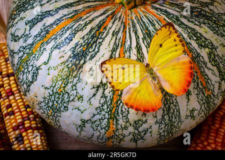 Gelber Schmetterling Auf Gestreiftem Kürbis Stockfoto