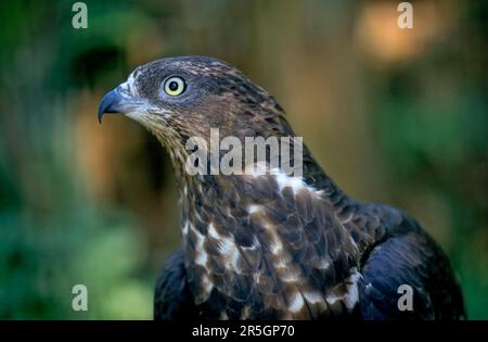 Westlicher Honigbussard (Pernis apivorus) Stockfoto