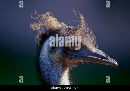 Emu (Dromaius Novaehollandiae) Stockfoto