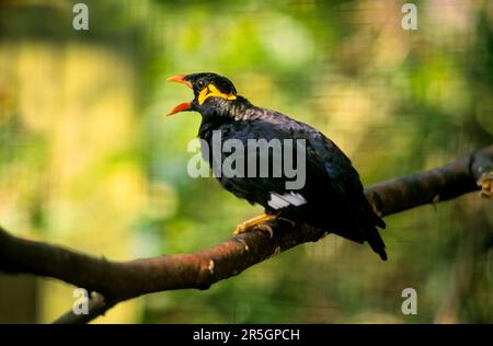 großindischer Berg-Mynah (Gracula religiosa intermedia) Stockfoto