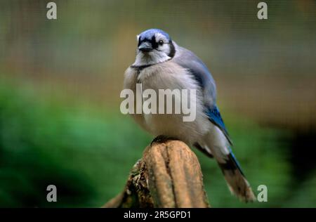 Blauhäher (Cyanocitta Cristata) Stockfoto