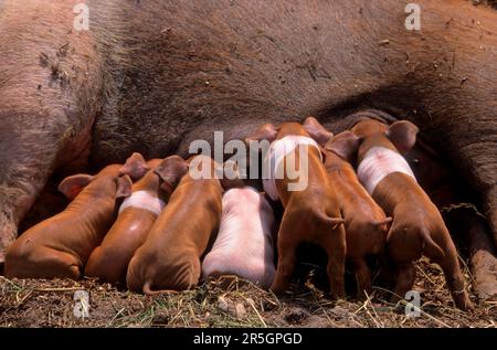 Rotbrust Husum Protest Schwein, dänisches Protest Schwein, deutscher Sattelrücken Schwein Division Rotbrust Husum Schwein Stockfoto