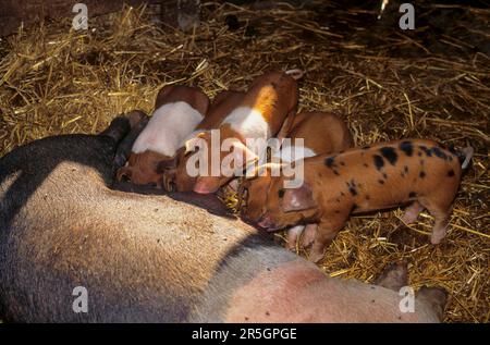 Rotbrust Husum Protest Schwein, dänisches Protest Schwein, deutscher Sattelrücken Schwein Division Rotbrust Husum Schwein Stockfoto