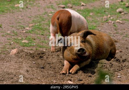 Rotbrust Husum Protest Schwein, dänisches Protest Schwein, deutscher Sattelrücken Schwein Division Rotbrust Husum Schwein Stockfoto