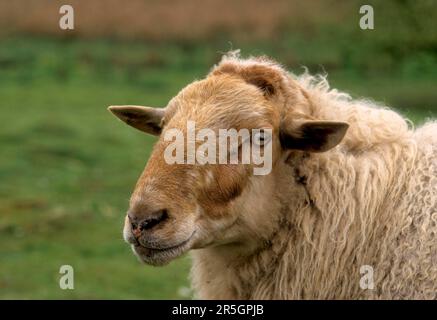 Houtlandschafe, 200 Tiere weltweit Flämische Waldschafe Stockfoto