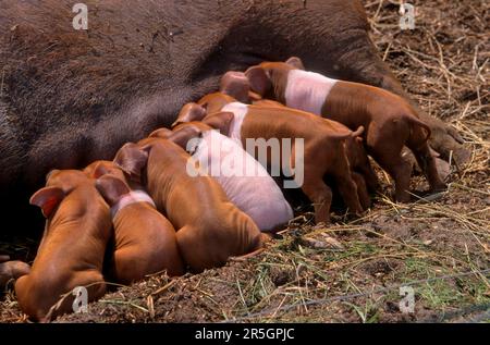 Rotbrust Husum Protest Schwein, dänisches Protest Schwein, deutscher Sattelrücken Schwein Division Rotbrust Husum Schwein Stockfoto