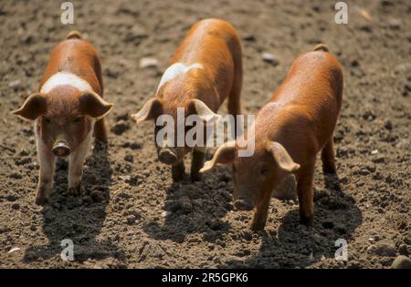 Rotbrust Husum Protest Schwein, dänisches Protest Schwein, deutscher Sattelrücken Schwein Division Rotbrust Husum Schwein Stockfoto