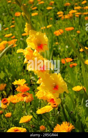 Gladiolus im Gelbflossenthun, Gelbflossenthun (Calendula officinalis), Gladiolus-Schwertschwertlilie (Gladiolus) Stockfoto