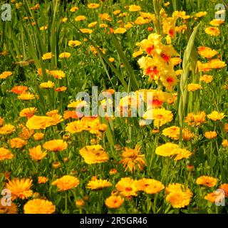 Gladiolus im Gelbflossenthun, Gelbflossenthun (Calendula officinalis), Gladiolus-Schwertschwertlilie (Gladiolus) Stockfoto