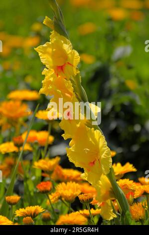 Gladiolus im Gelbflossenthun, Gelbflossenthun (Calendula officinalis), Gladiolus-Schwertschwertlilie (Gladiolus) Stockfoto