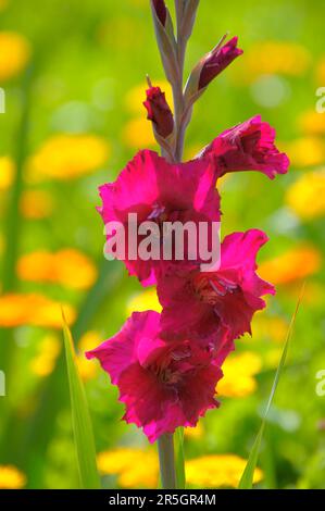 Gladiolus im Gelbflossenthun, Gelbflossenthun (Calendula officinalis), Gladiolus-Schwertschwertlilie (Gladiolus) Stockfoto