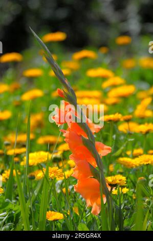 Gladiolus im Gelbflossenthun, Gelbflossenthun (Calendula officinalis), Gladiolus-Schwertschwertlilie (Gladiolus) Stockfoto