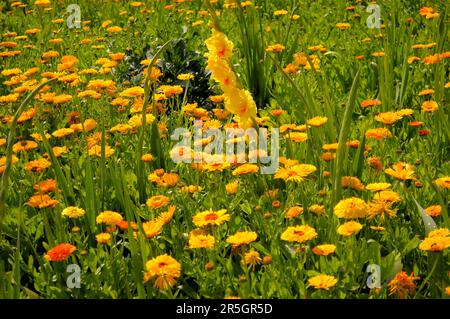 Gladiolus im Gelbflossenthun, Gelbflossenthun (Calendula officinalis), Gladiolus-Schwertschwertlilie (Gladiolus) Stockfoto