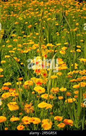 Gladiolus im Gelbflossenthun, Gelbflossenthun (Calendula officinalis), Gladiolus-Schwertschwertlilie (Gladiolus) Stockfoto