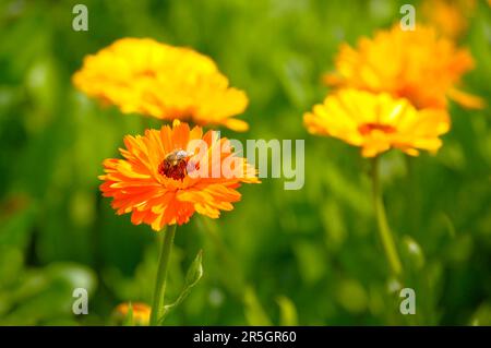 Ringelblume im Garten, Ringelblume (Calendula officinalis) Stockfoto