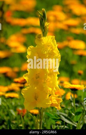 Gladiolus im Gelbflossenthun, Gelbflossenthun (Calendula officinalis), Gladiolus-Schwertschwertlilie (Gladiolus) Stockfoto