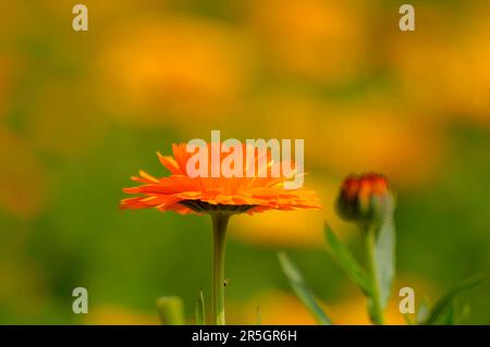 Ringelblume im Garten, Ringelblume (Calendula officinalis) Stockfoto