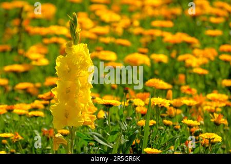 Gladiolus im Gelbflossenthun, Gelbflossenthun (Calendula officinalis), Gladiolus-Schwertschwertlilie (Gladiolus) Stockfoto