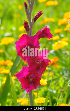 Gladiolus im Gelbflossenthun, Gelbflossenthun (Calendula officinalis), Gladiolus-Schwertschwertlilie (Gladiolus) Stockfoto