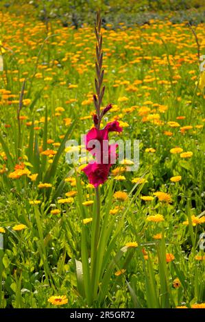 Gladiolus im Gelbflossenthun, Gelbflossenthun (Calendula officinalis), Gladiolus-Schwertschwertlilie (Gladiolus) Stockfoto