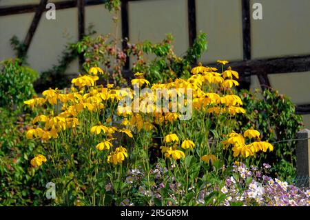 Der im Garten blühende Betonkopf, der Orangensonnenhut (Rudbeckia fulgida), der glühende Betonkopf Stockfoto