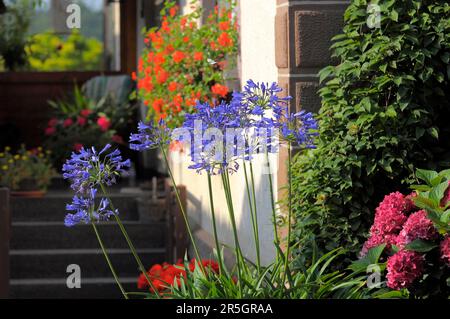 Blaulilie (Agapanthus africanus), Blütezeit mit im Garten blühenden Hortensien, Bigleaf-Hortensien (Hydrangea macrophylla) Stockfoto