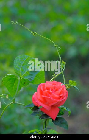 Einzelne orangefarbene Rose, umgeben von Bohnen Stockfoto