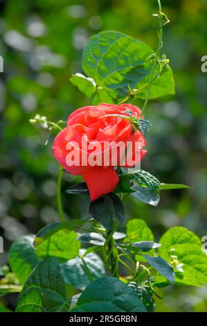 Einzelne orangefarbene Rose, umgeben von Bohnen Stockfoto