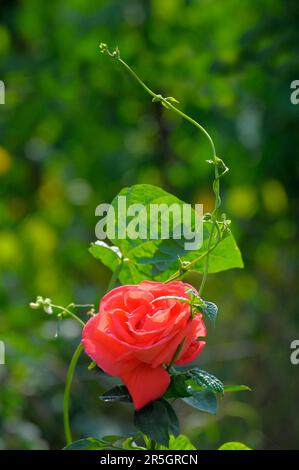 Einzelne orangefarbene Rose, umgeben von Bohnen Stockfoto