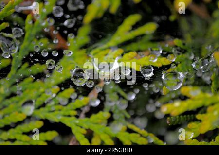 Spinnennetz auf einem Zweig mit Wassertropfen, Arborvitae (Thuja occidentalis), Occidental Thuja, Common Thuja Stockfoto