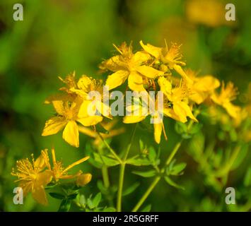 Heilpflanze : St. Johanniskraut blüht, echte St. Johanniskraut, Common St. Johanniskraut, perforiertes St. Johanniskraut, Spotted St. Johanniskraut Stockfoto