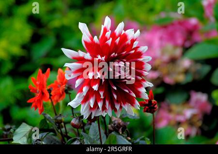 Dahlia-Blume im Garten, Jewel Dahlia, Dahlia, Hybrid Stockfoto