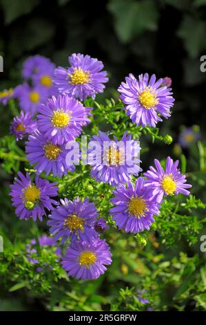 Im Herbst blühende Aster im Garten, europäische michaelmas-Gänseblümchen (Aster amellus), Lime Aster Stockfoto