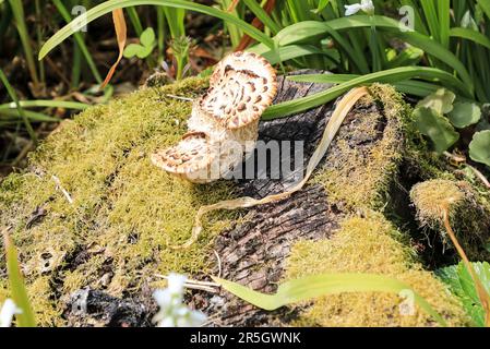 Sarcodon imbricatus, allgemein bekannt als der versteinerte Igel oder schuppiger Igel, ist eine Art von Zahnpilz, England, Großbritannien Stockfoto